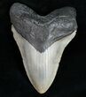 Big Megalodon Tooth - North Carolina #11934-1